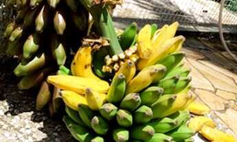 Imagem 1: Chácara em Valinhos