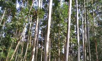 Imagem 7: Fazenda Vale Verde 74 Alqueires - Tunas do Paraná - Paraná - Marques de Abrantes