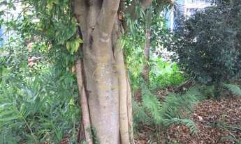 Imagem 7: Terreno em ótima localização. Confira!