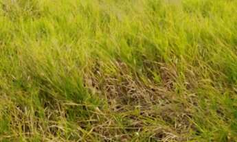 Imagem 2: Residencial Filadélfia