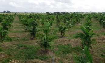 Imagem 6: FAZENDA NO MARANHÃO 11.950 HECTARES