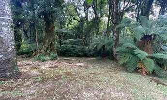 Imagem 4: Gramado - Terreno Padrão - Mato Queimado