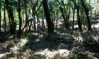 Imagem 4: Excelente área para formar chácara!!!