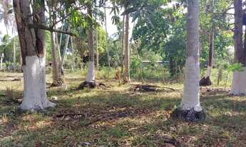 Imagem 4: Terreno no Povoado Riacho Velho em Marechal Deodoro, Alagoas- Medindo 10.843 m2