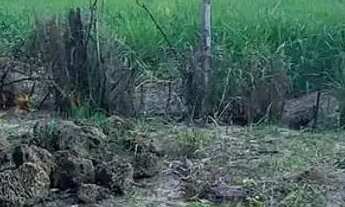 Imagem 7: Chácara em Rodovia Álvaro Barbosa Lima - Bairro dos Guedes - Tremembé/SP