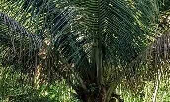 Imagem 2: Chacara bonfinopolis