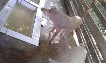 Imagem 7: Fazenda a 1h30 de Juiz de Fora - MG