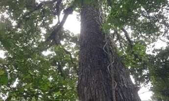 Imagem 2: Terreno documentado com floresta e igarapé Estrasa Santarém Alter do chão