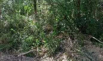 Imagem 4: Chácara Chácara com venda por R$50.000