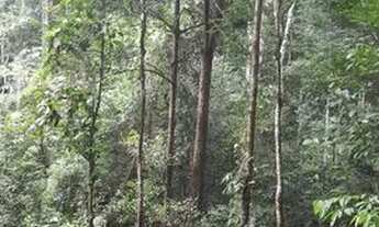 Imagem 4: Terreno documentado com floresta e igarapé Estrasa Santarém Alter do chão