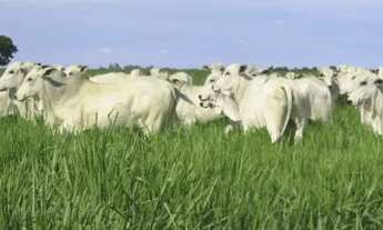 Imagem: Fazenda em Tocantins