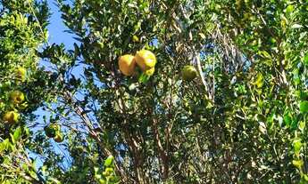 Imagem 4: CHÁCARA EM PETROLINA DE GOIAS