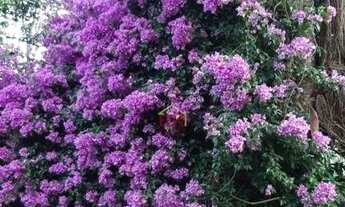 Imagem 3: Chácara com 2 dormitórios à venda, 2000 m² por R$ 1.040.000,00 - Chácara Estância Paulista