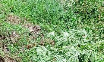 Imagem 6: Casa Granja Portugal