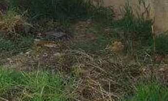 Imagem 5: Casa para aluguel 2 quartos no Bairro DUMAVILLE