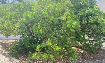 Imagem 4: Vendo Excelente Lote no Loteamento Arquipélago do Sol- Grand Bahamas. Tratar C/ Jackson