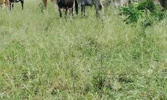 Imagem 5: Linda propriedade rural com uma belíssma casa de 3/4, sendo 2 c/suite e curral completo