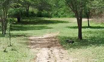 Imagem 3: FAZENDA de 429 t, com duas casas, curral e açude 50% capim ; distrito de Jaguara/Feira BA