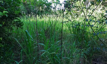 Imagem 5: Chácara de 10.000,00 m2 com nascente dentro do perímetro urbano em Ibiporã