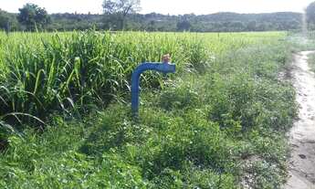 Imagem 5: Excelente propriedade com 306 hectares a 34 km de Cocos - BA