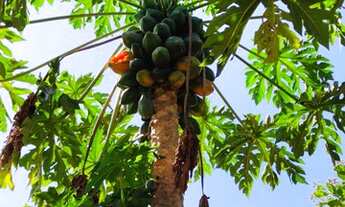 Imagem 2: Fazenda 3.5 Alqueires Municipio Jaragua