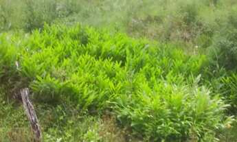 Imagem 7: Vende-se 20 alqueires de Terra um pedaço do Paraiso na terra