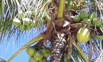 Imagem: CHACARA - SÃO JOÃO DA GLÓRIA - SP