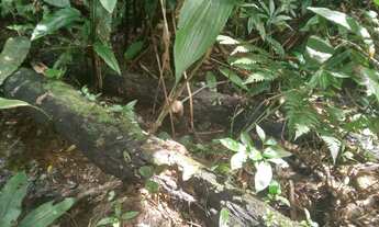 Imagem 2: 100 mil mts quadrados 350 mil reais