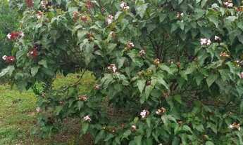 Imagem 4: Vendo Sitio Chácara com venda com preço sob consulta