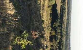 Imagem 3: Fazenda em Sandolandia-TO