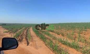 Imagem 5: Fazenda com 109 alqueires, - em CANA ARRENDADA, à venda por R$ 25.000.000,00 - em Itápolis