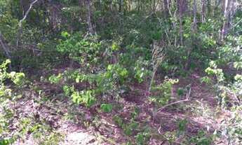 Imagem 4: Terreno em chacreamento fechado!