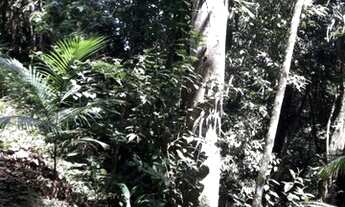 Imagem 2: 8 alqueires...Miracatú SP...oportunidade