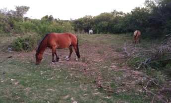 Imagem 7: Lindo sítio no lami c/ 8 hectares com beira de praia de 160 metros em Porto Alegre - RS