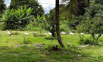 Imagem 4: Chácara à venda / Porteira Fechada / Paranoá