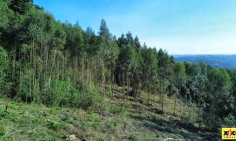 Imagem 2: Sítio / Chácara para Venda em Nova Petrópolis, Linha Imperial
