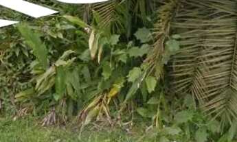 Imagem 6: Terreno juréia de São Sebastião cinematográfica leia com atenção