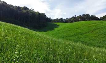 Imagem 2: Imóvel para venda com 21754 metros quadrados em Área Rural de Araucária - Araucária - PR
