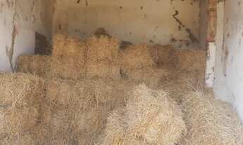 Imagem 7: Fazenda 39 alqueires entre Santo Antônio de Posse e Itapira VENDA OU ARRENDAMENTO