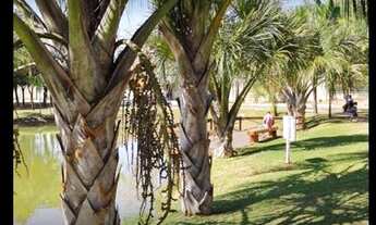 Imagem 3: Casa na Rua do Parque da Lagoa - Oportunidade de Negócio!