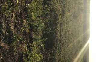 Imagem 7: Fazenda em Sandolandia-TO