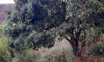 Imagem 2: Vendo Terreno Grande