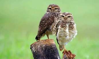 Imagem 7: Condomínio Villas de Carapibus - Vendo Lote Nascente c/ 300 Metros - Valor Promocional - Ó