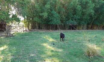 Imagem 3: Chácara com 8000m² em Belém Novo para venda