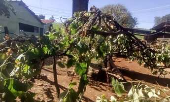 Imagem 7: Sítio à venda, zona rural, Morrinhos, GO