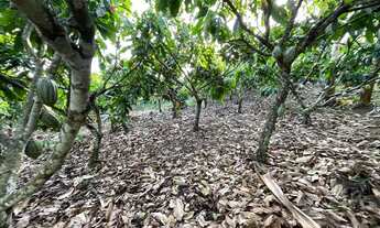 Imagem 6: Vendo maraviloso sitio em valenca