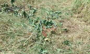 Imagem 4: Terreno à Venda no Villas do Mirante em Ribeirão Preto. Ótima Localização