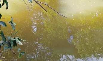 Imagem 5: Fazenda Tocantins 130 Alqueires Lavoura