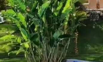 Imagem 7: Aluguel de chácara