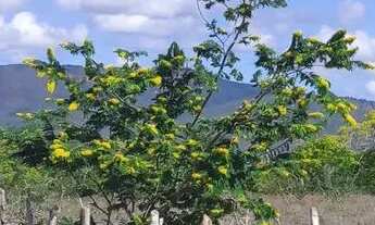 Imagem 7: Terreno em santa Terezinha